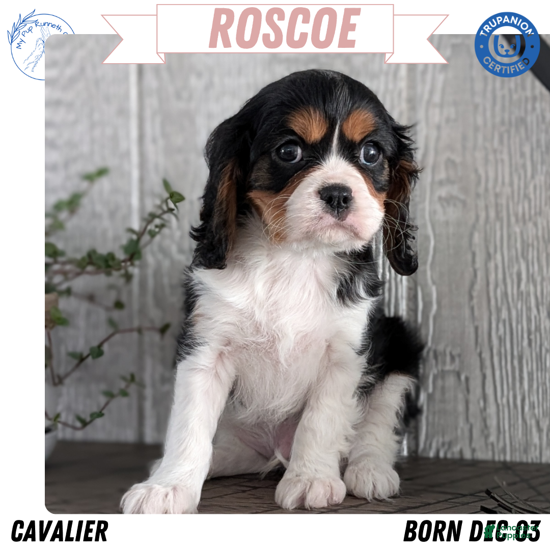 Cavalier King Charles Spaniel dogs Roscoe  - Ad 30