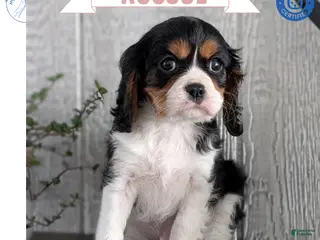 Cavalier King Charles Spaniel dogs Roscoe - Ad 30