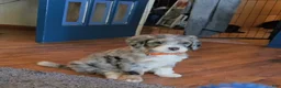 Bernedoodle dogs for sale: Bernedoodle 8 Orange collar  - Ad 2