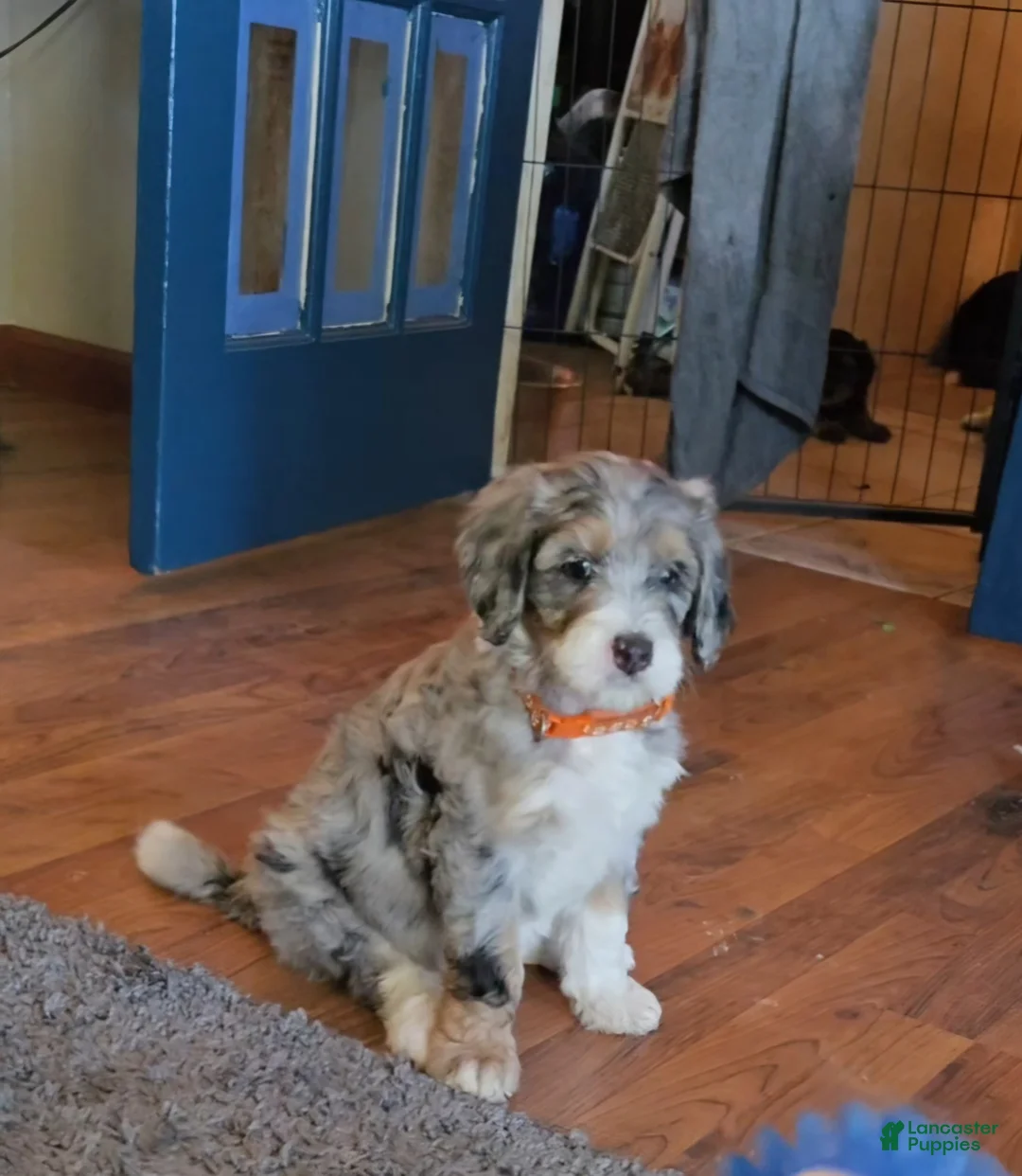 Bernedoodle dogs for sale: Bernedoodle 8 Orange collar  - Ad 2