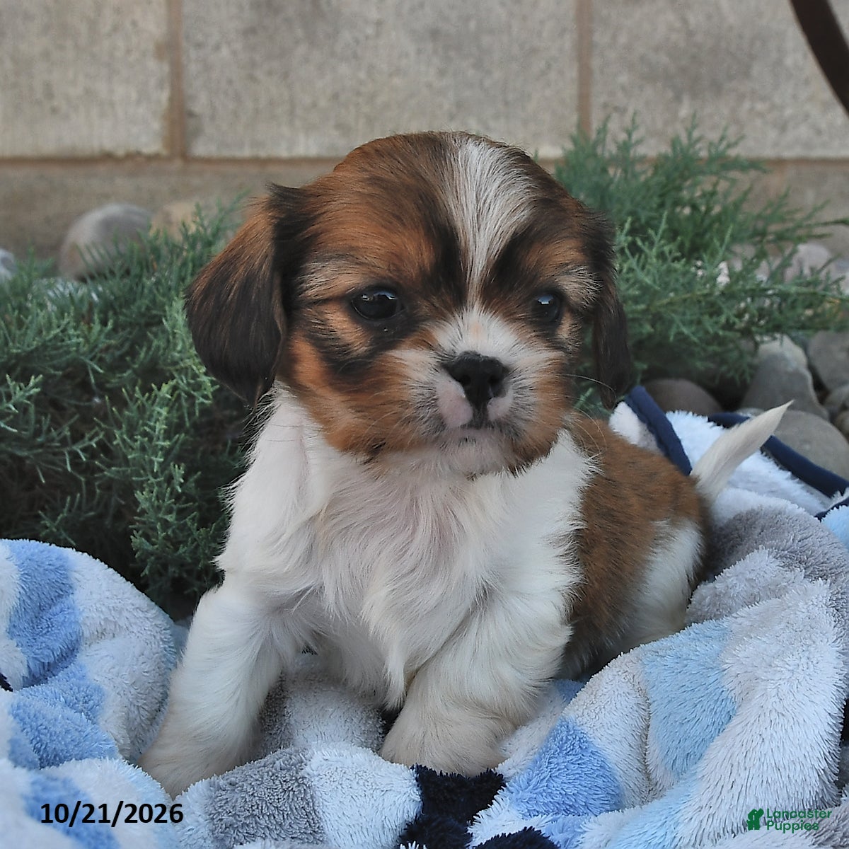 Mixed Breed dogs Buster - Ad 1