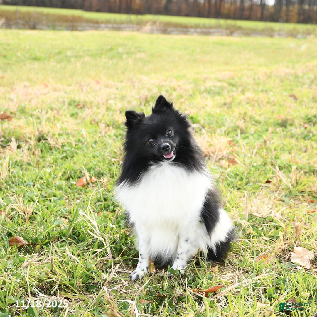 Pomeranian dogs for sale: Fluffy - Ad 2