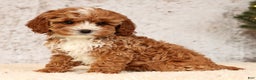 Cavapoo dogs for sale: Natalia - Ad 5