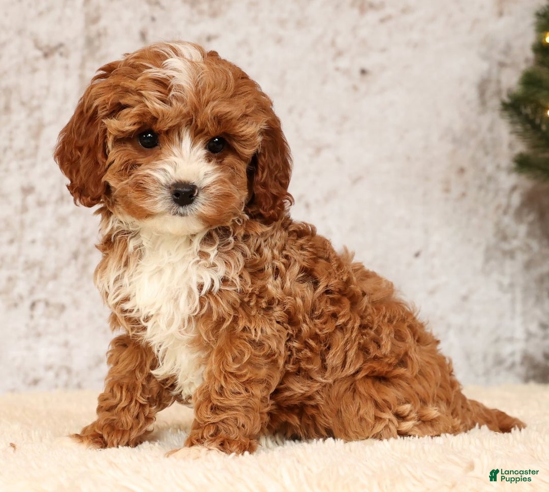 Cavapoo dogs for sale: Natalia - Ad 5