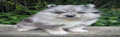 Pomsky Puppy 1
