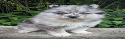 Pomsky dogs for sale: Pomsky Puppy 1 - Ad 1