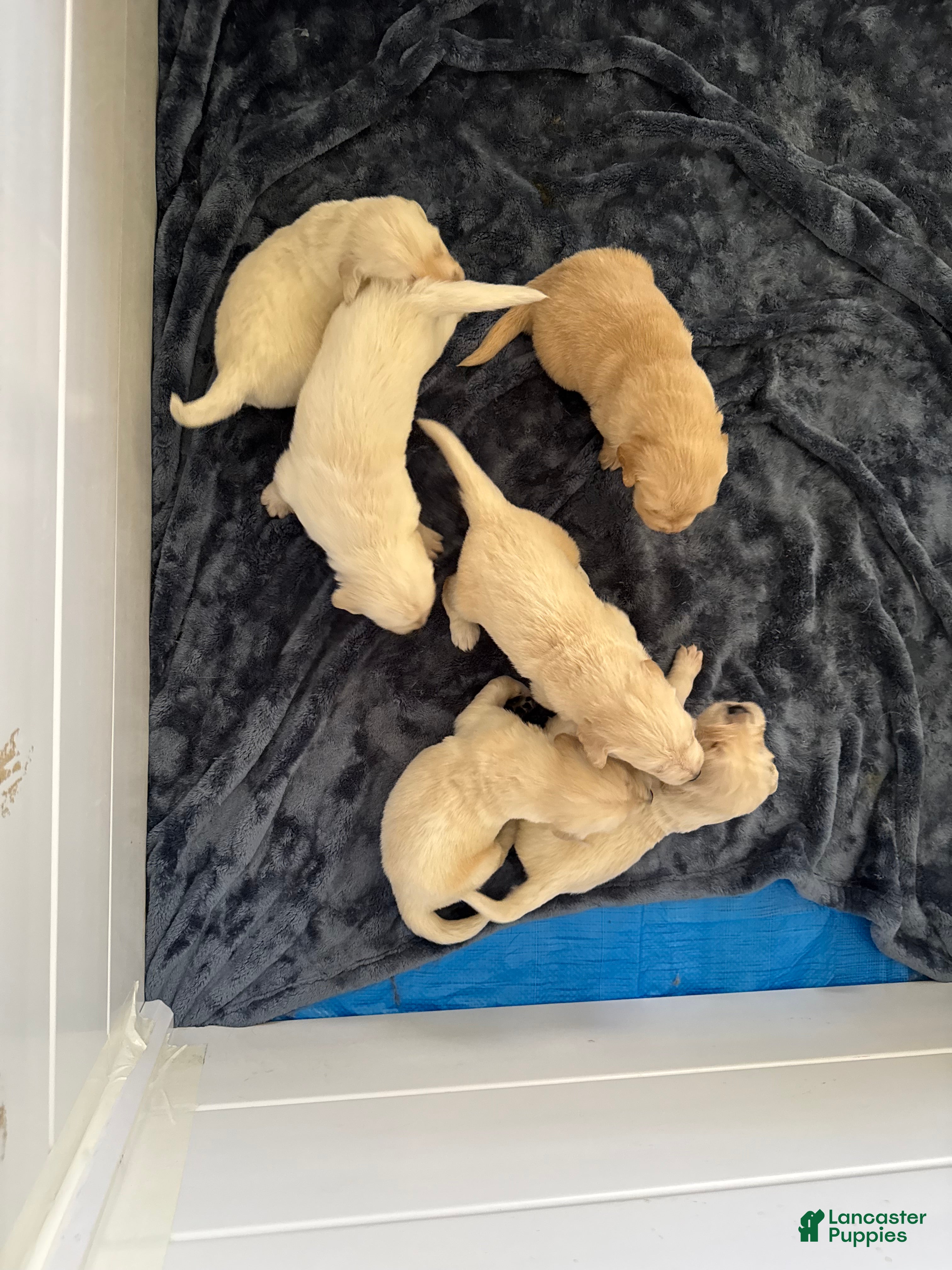 Golden Retriever Puppy 1