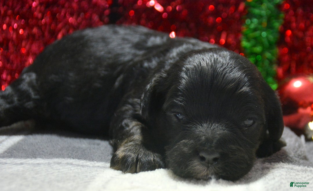 Cavapoo dogs for sale: Cavapoo Puppy 2 Chief - Ad 4