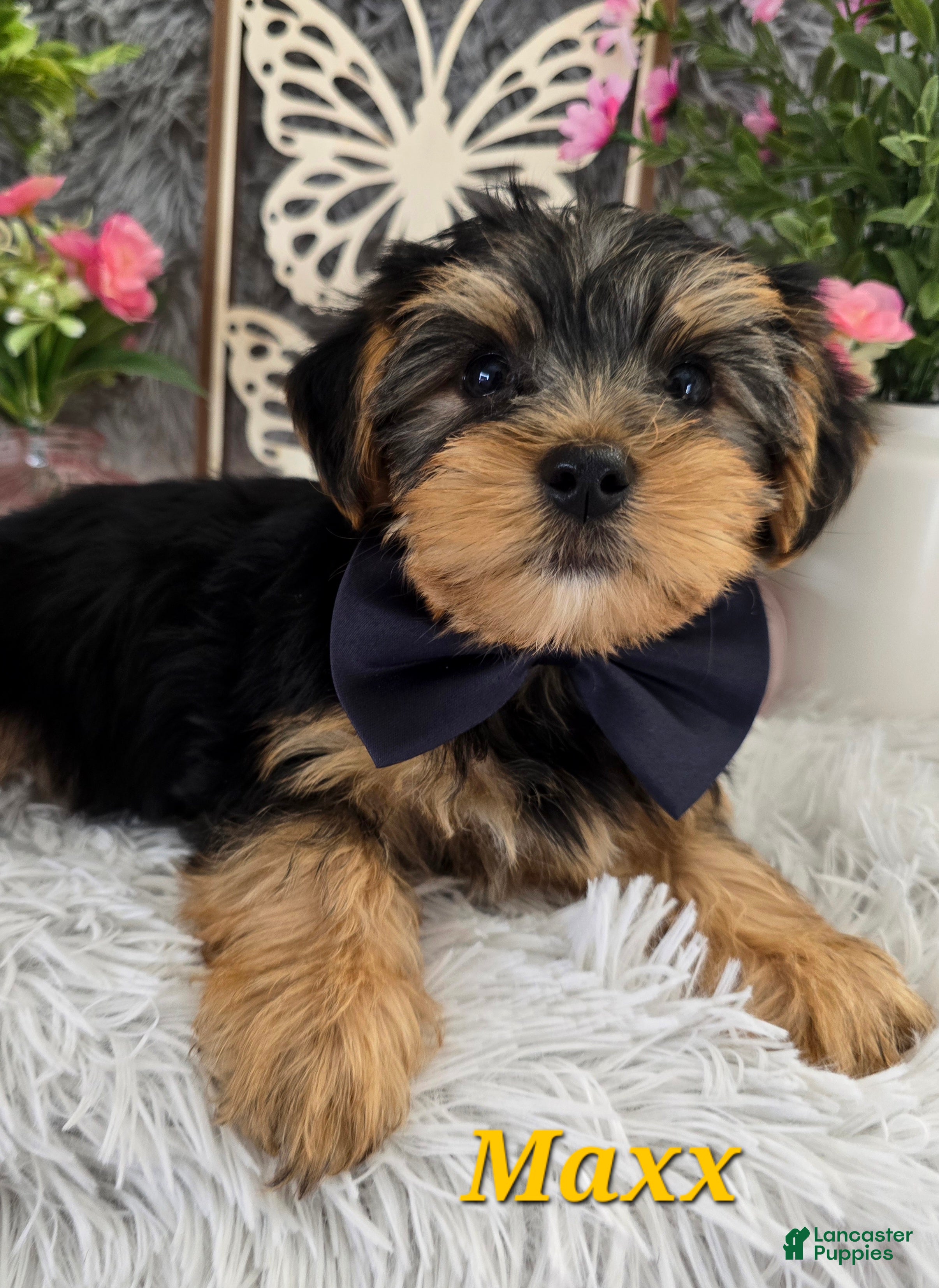 Yorkshire Terrier dogs Maxx - Ad 23