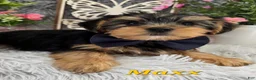 Yorkshire Terrier dogs for sale: Maxx - Ad 1