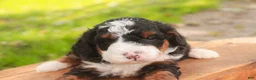 Bernedoodle dogs for sale: Ridge Miniature Bernedoodle  - Ad 6