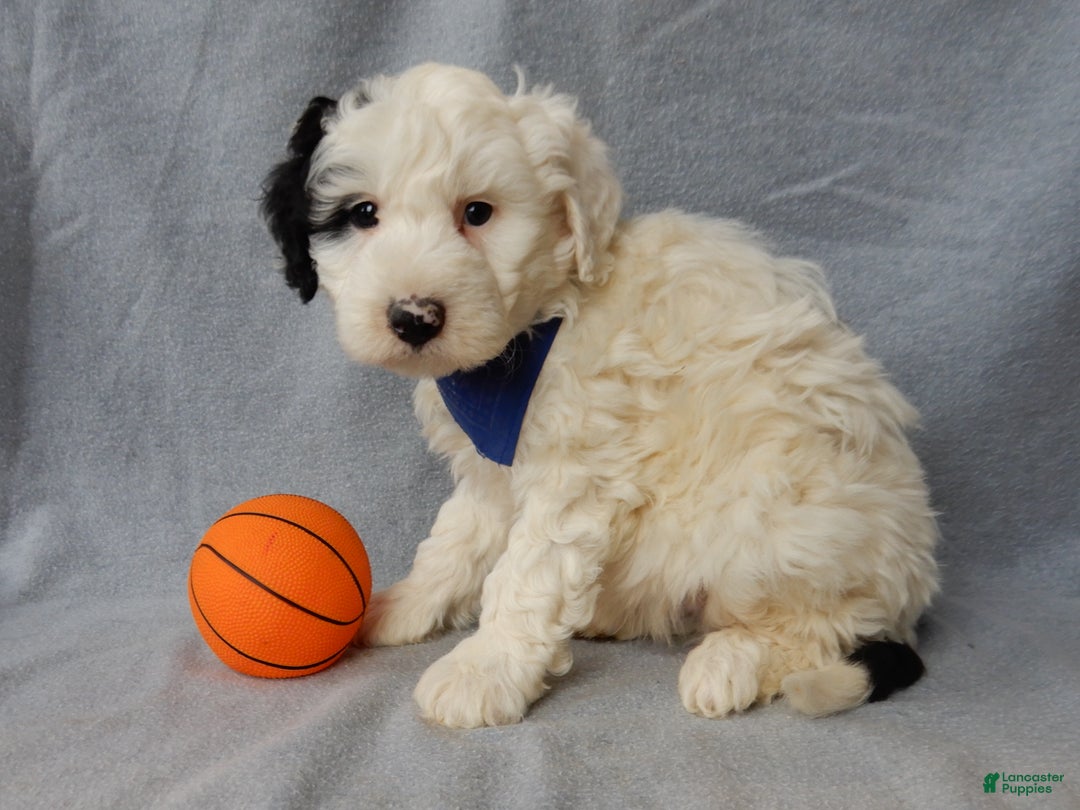 Sheepadoodle dogs for sale: Alec - Ad 3