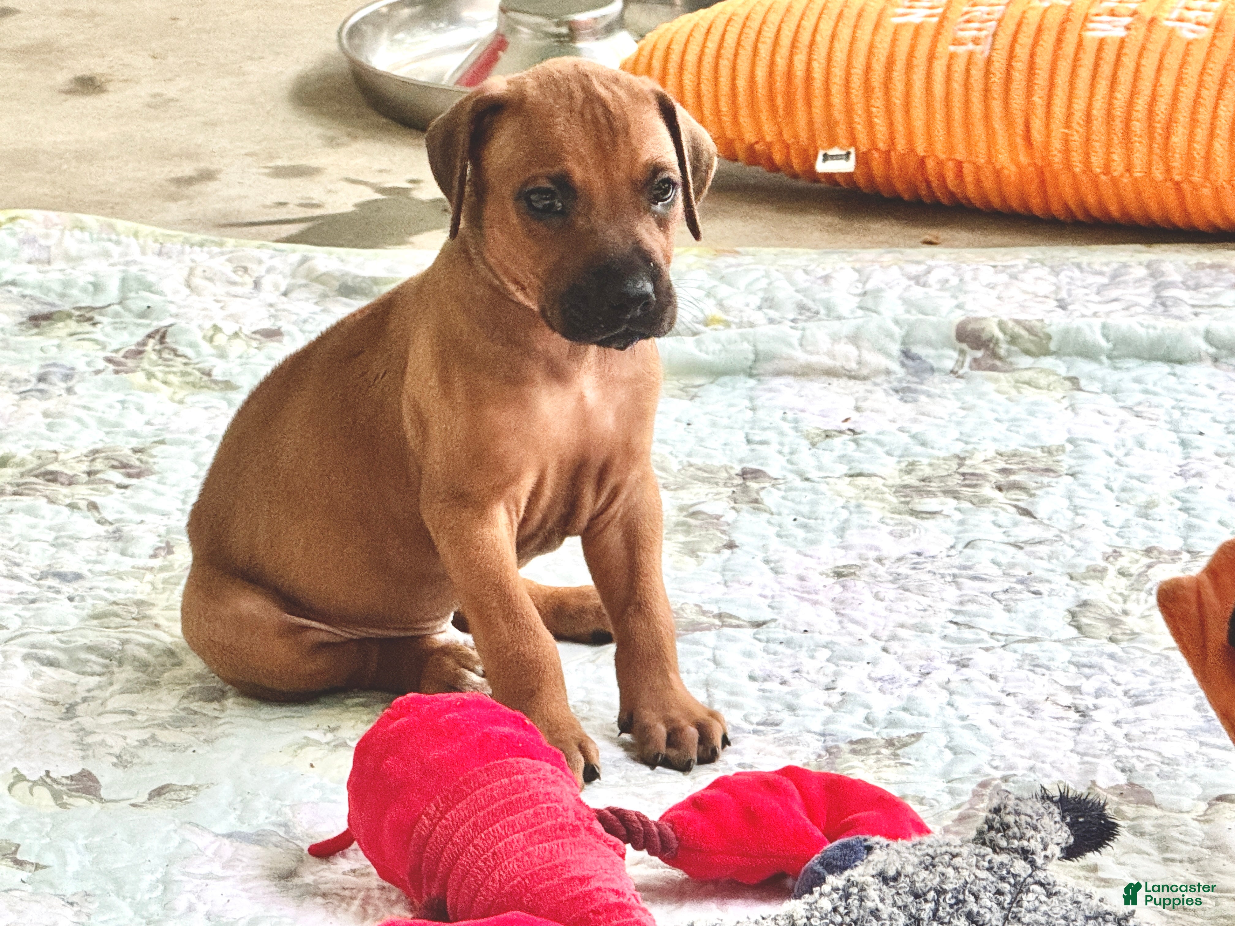 Rhodesian Ridgeback dogs Rhodesian Ridgeback Miss Hot Pink  - Ad 2