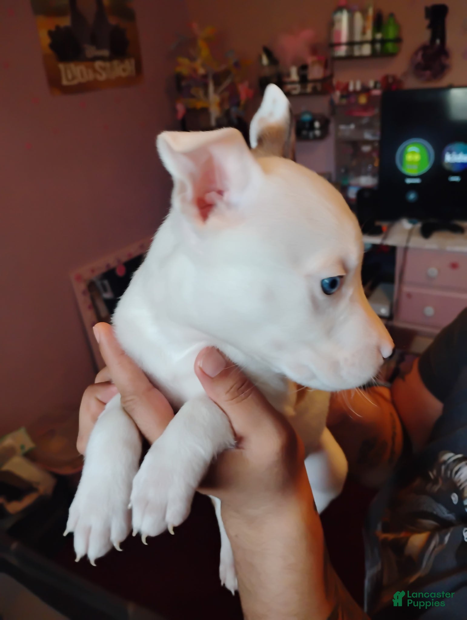 American Pit Bull Terrier dogs  Puppy 2 - Ad 2