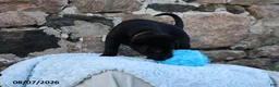 Goldador dogs for sale: Ranger - Ad 4