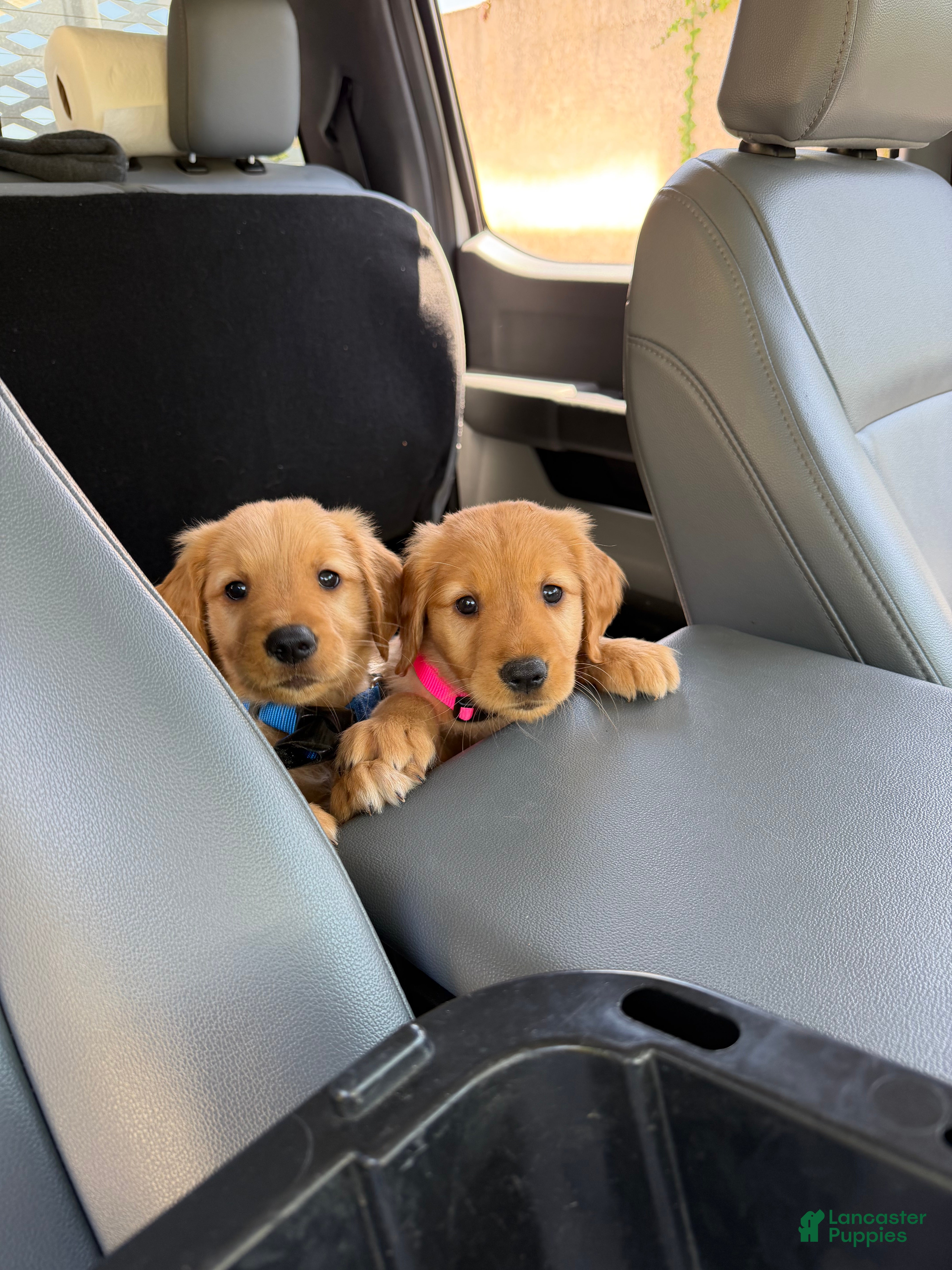 Golden Retriever dogs for sale: Golden Retriever Puppy 1 - Ad 1