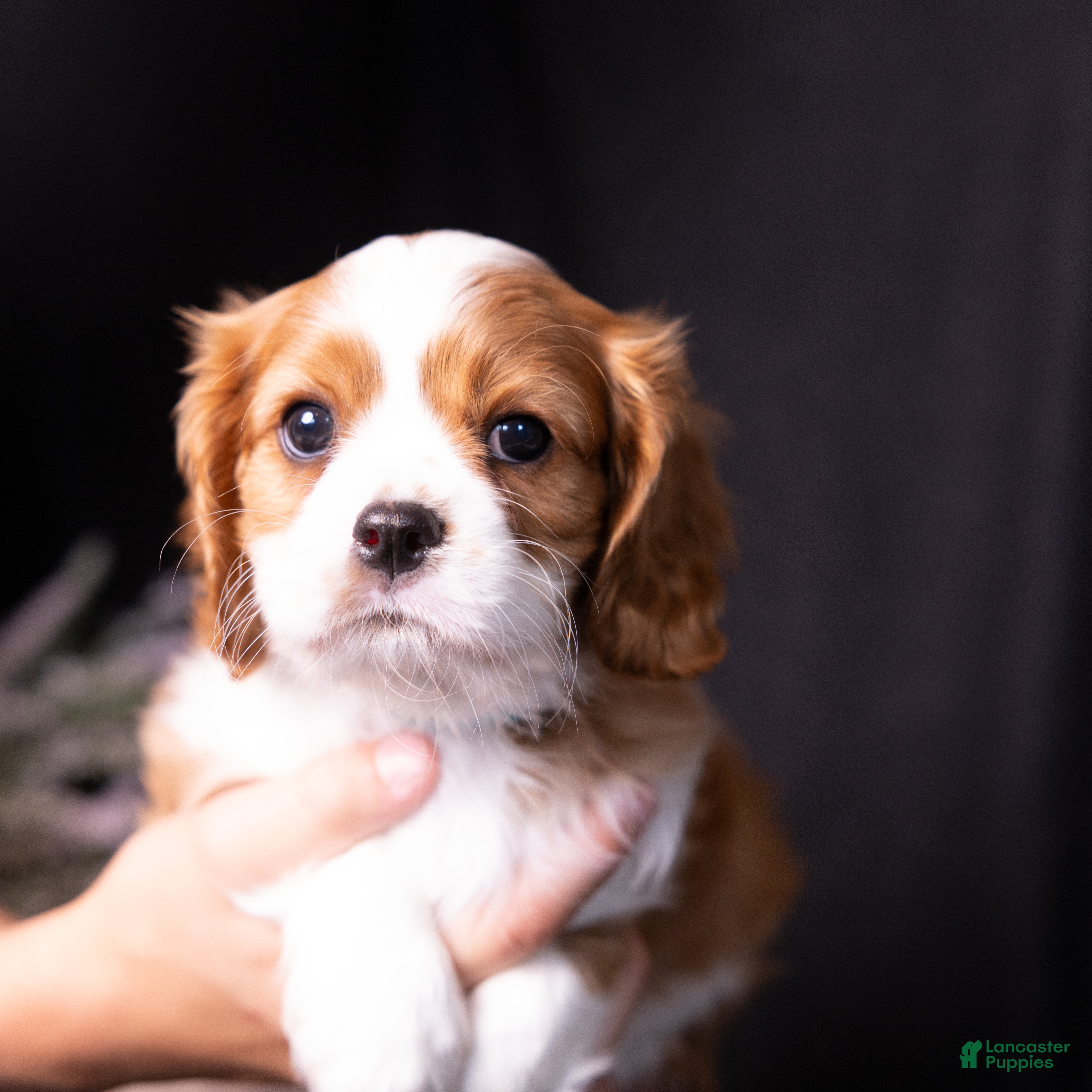 Cavalier King Charles Spaniel dogs Talon - Ad 2