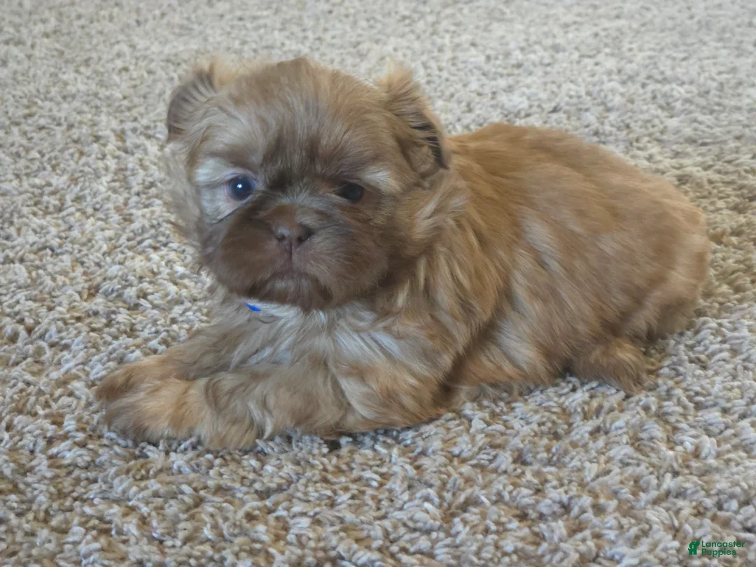 Shih Tzu dogs for sale: Pops - Ad 5