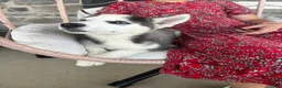 Siberian Husky dogs for sale: Boomer - Ad 5