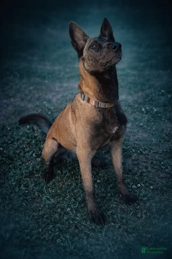 Gallery Image {{count}}