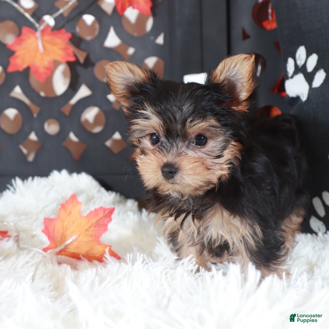 Yorkshire Terrier dogs for sale: Carolina - Ad 2
