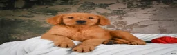 Golden Retriever dogs for sale: Luna - Ad 8