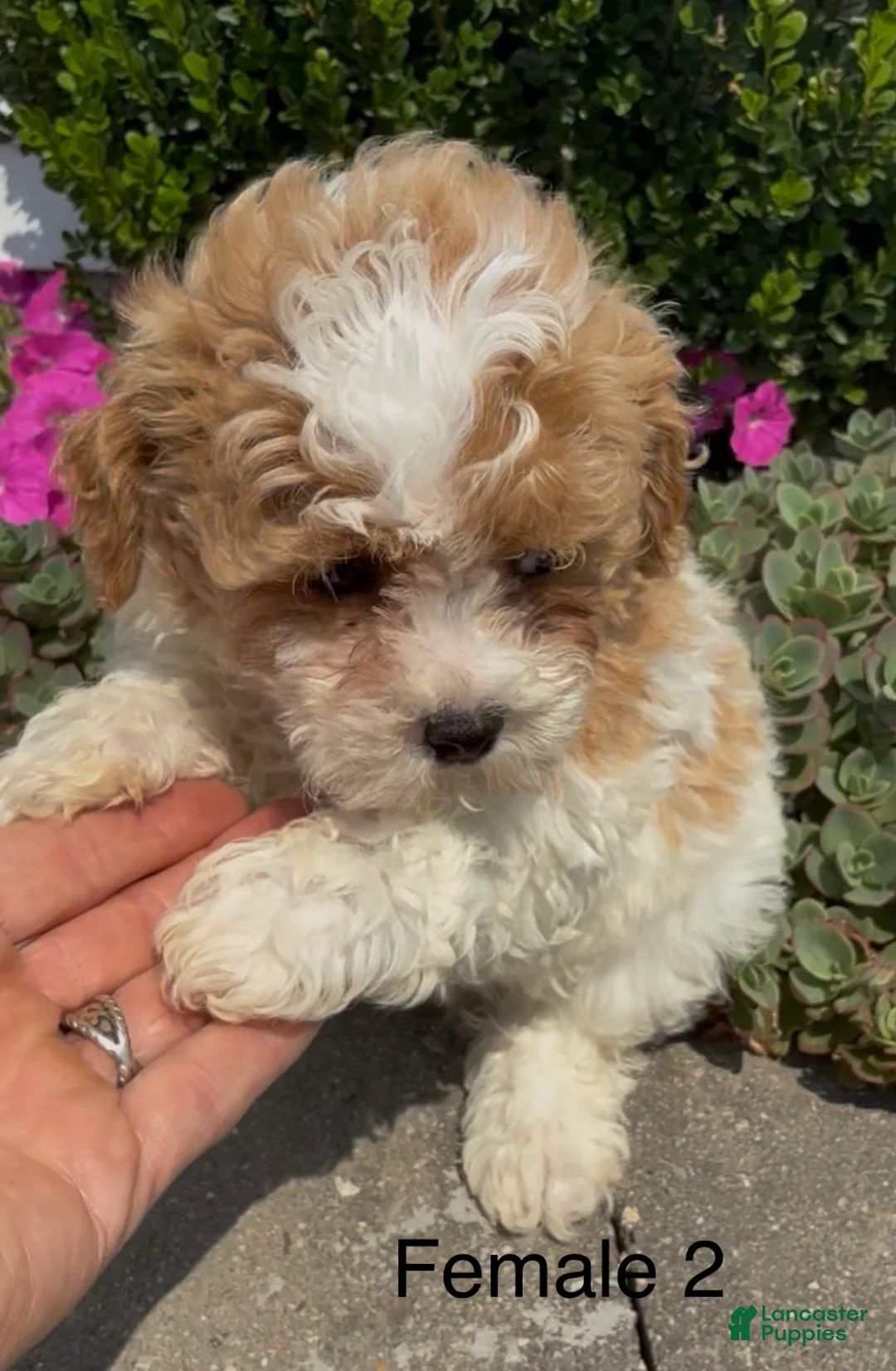Mixed Breed dogs for sale: Curly - Ad 2