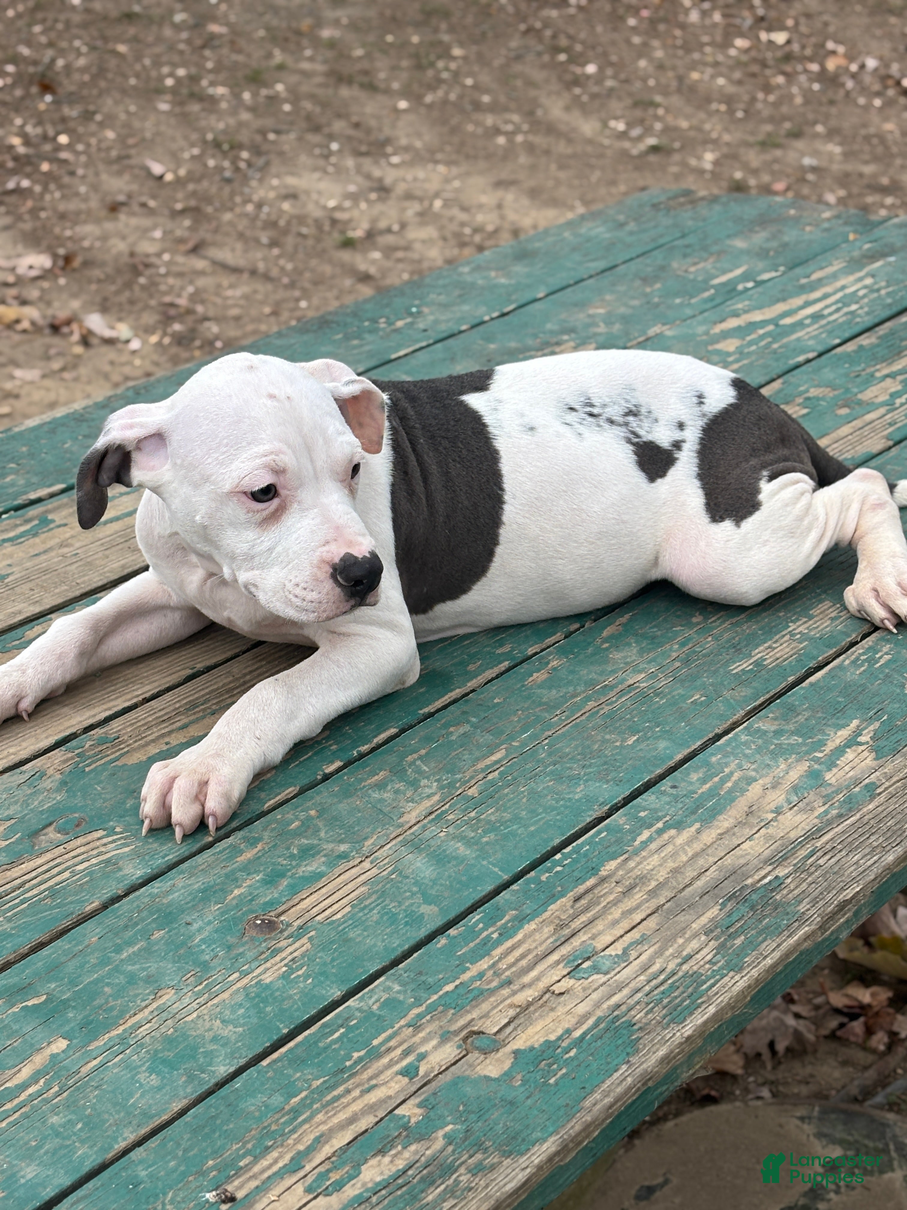 Mixed Breed dogs Myla - Ad 3