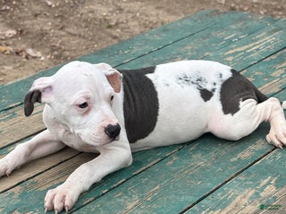 Mixed Breed dogs Myla - Ad 4