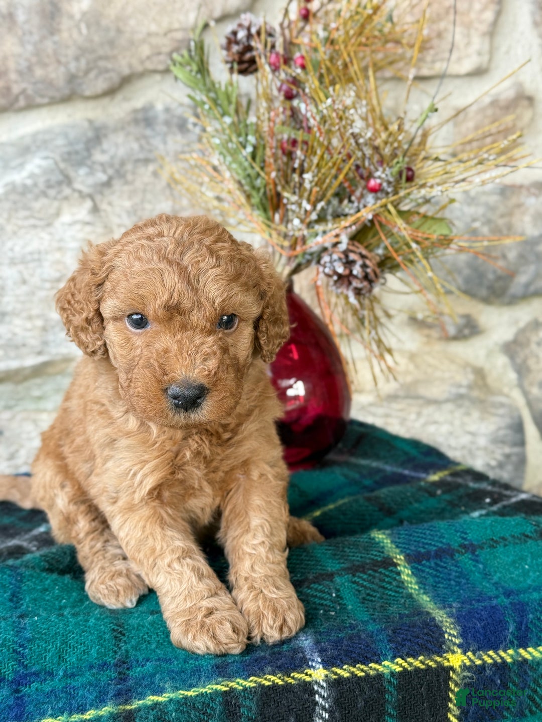 Mini Goldendoodle dogs for sale: Snowball - Ad 3