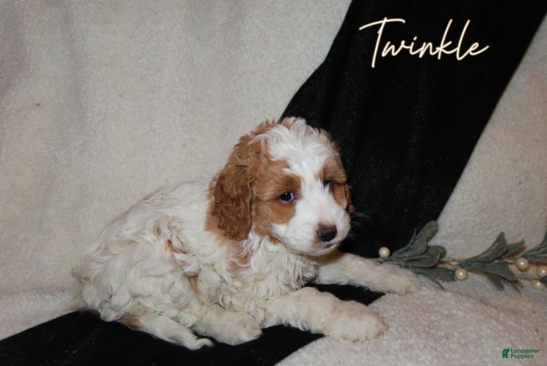 Mini Goldendoodle dogs for sale: Twinkle - Ad 3