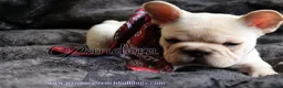 French Bulldog dogs for sale: Echo - Ad 4
