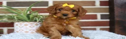 Cavapoo dogs for sale: Skye - Ad 12