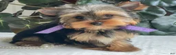 Yorkshire Terrier dogs for sale: Tucker - Ad 17
