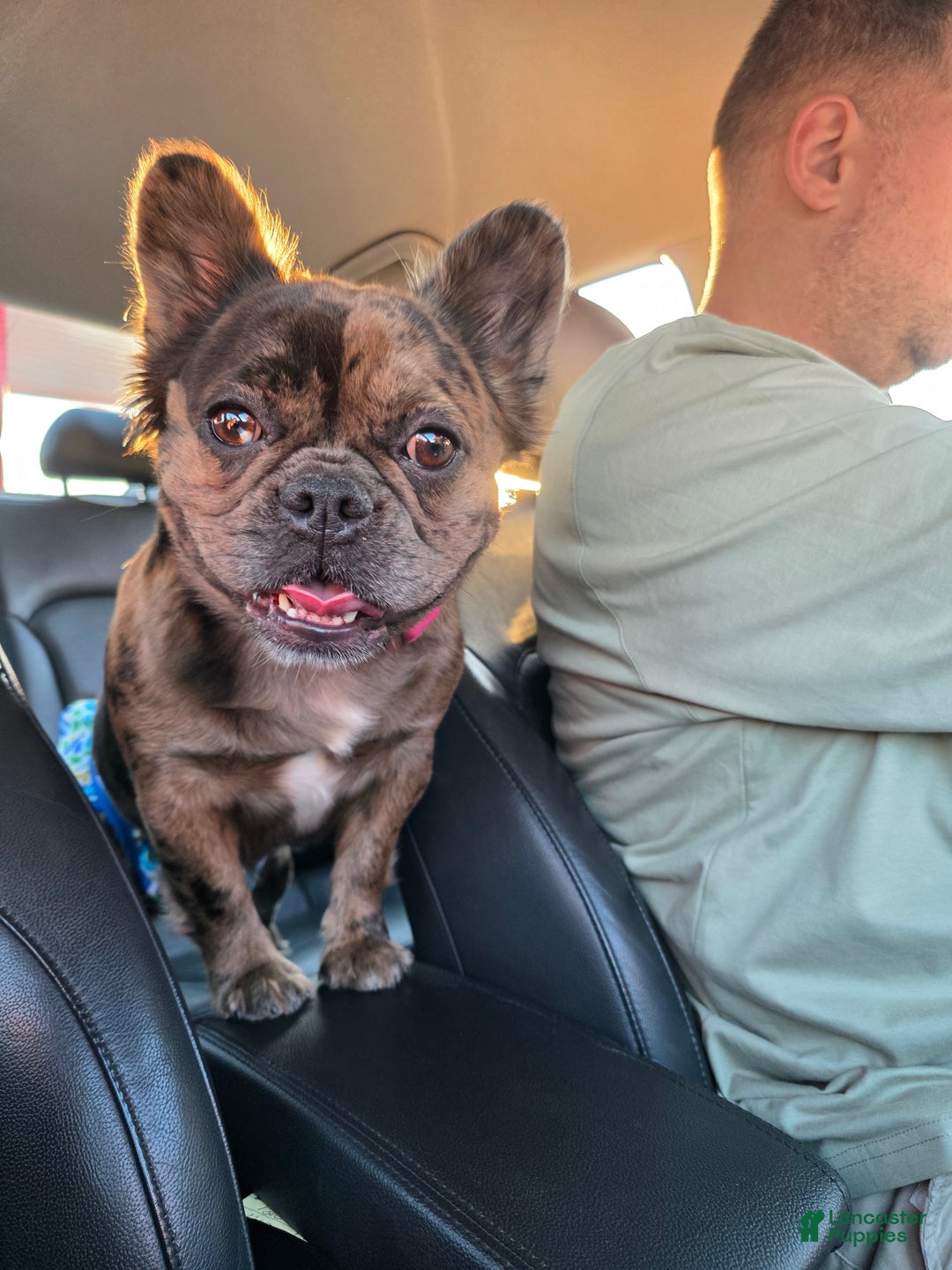 French Bulldog dogs for sale: Female 1 - Ad 4