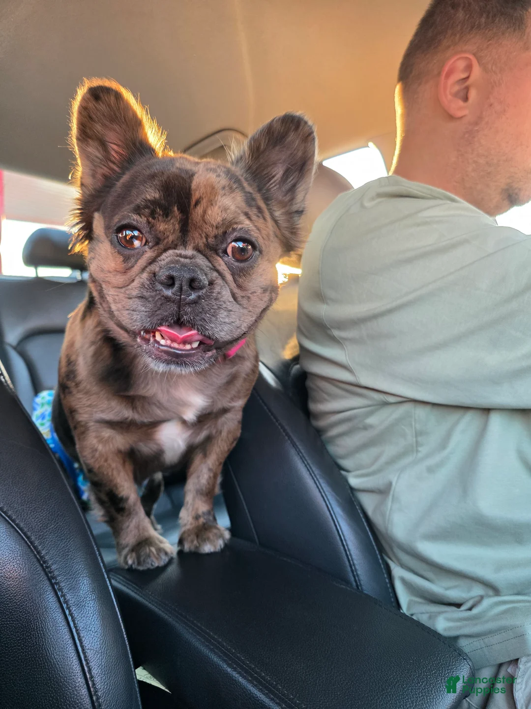 French Bulldog dogs for sale: Male 2 - Ad 5