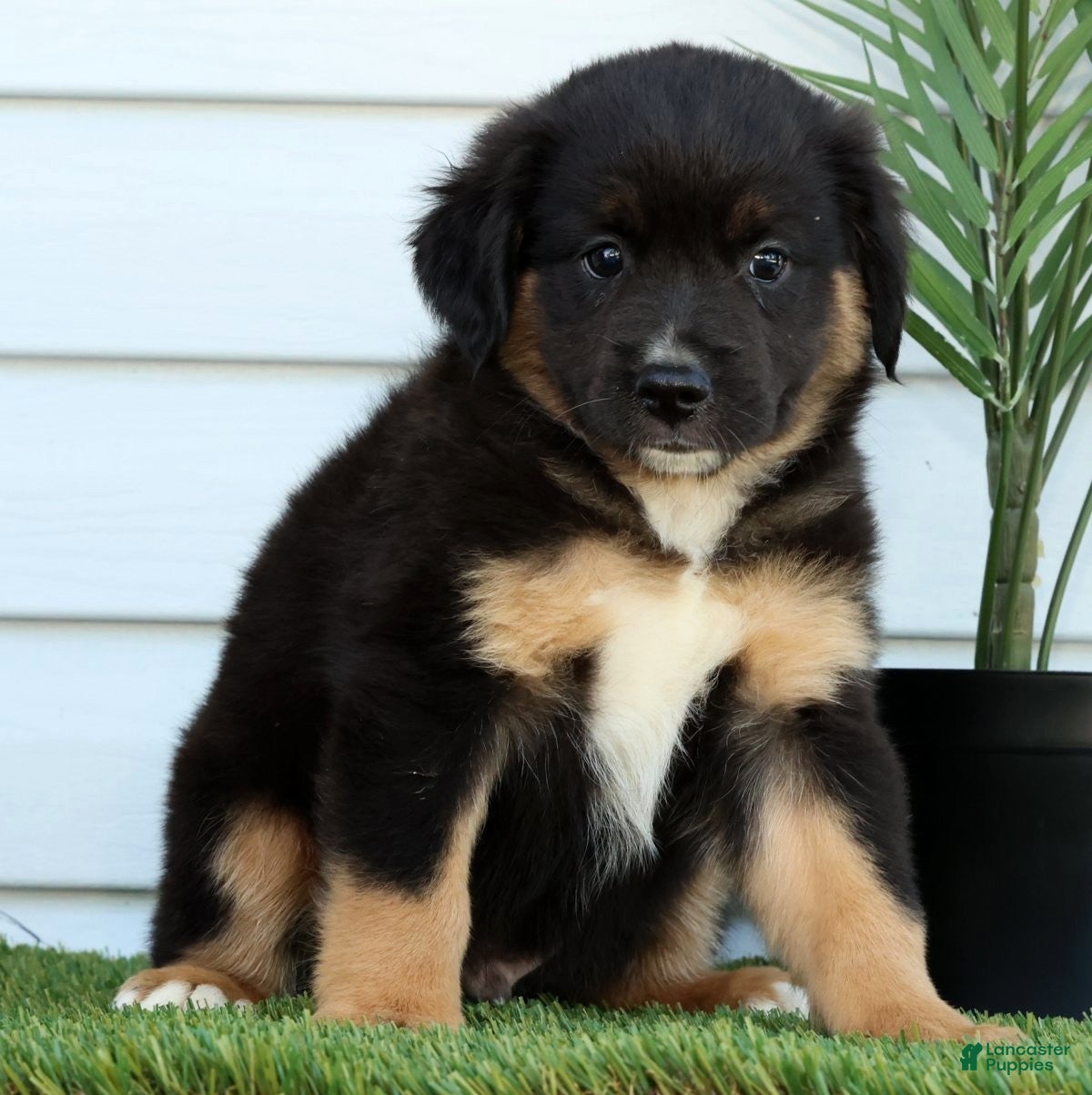 Miniature Australian Shepherd dogs for sale: Tanner - Ad 2