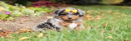 Mini Bernedoodle dogs for sale: Billie - Ad 4