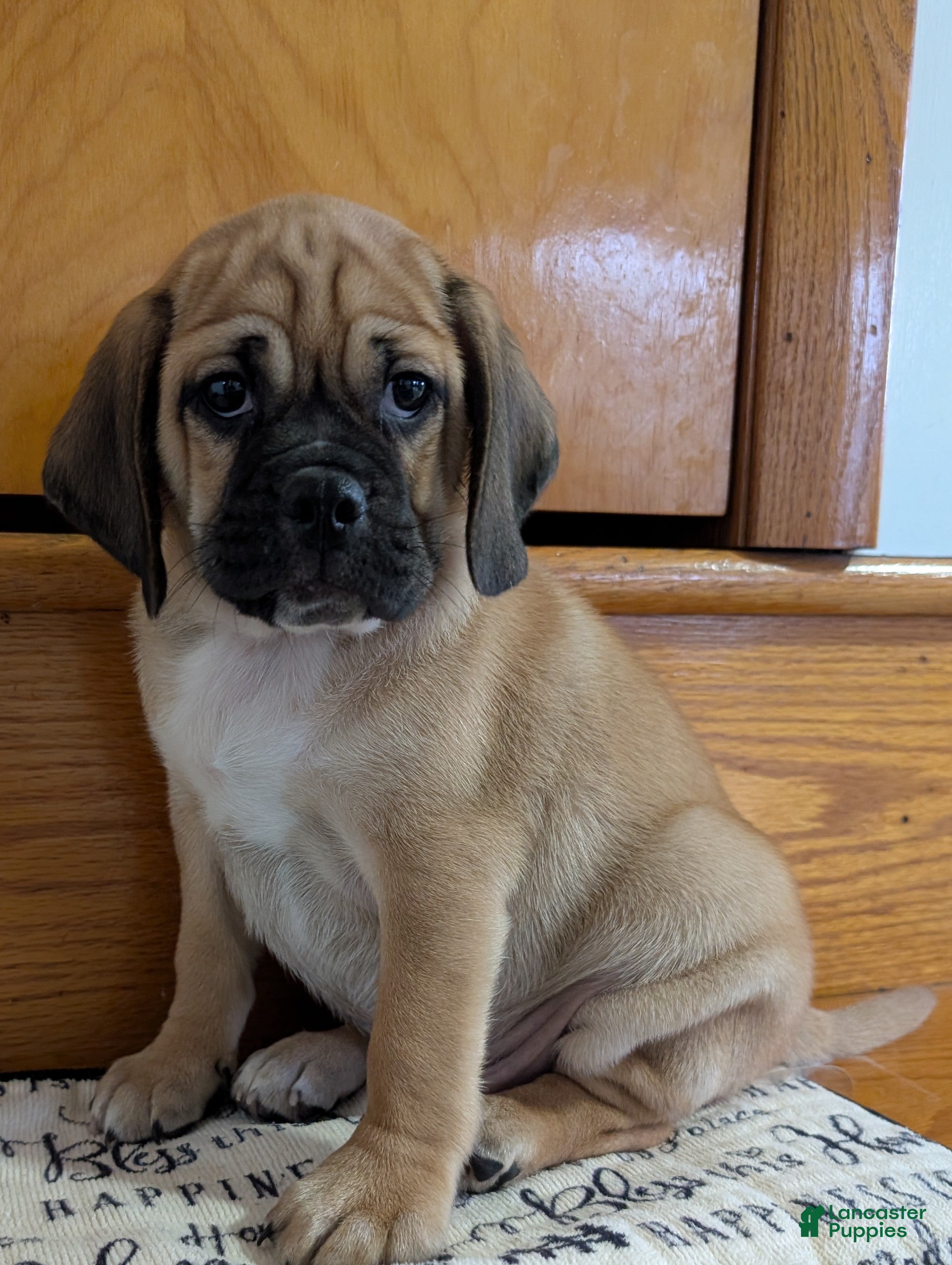 Puggle dogs Chance  - Ad 26