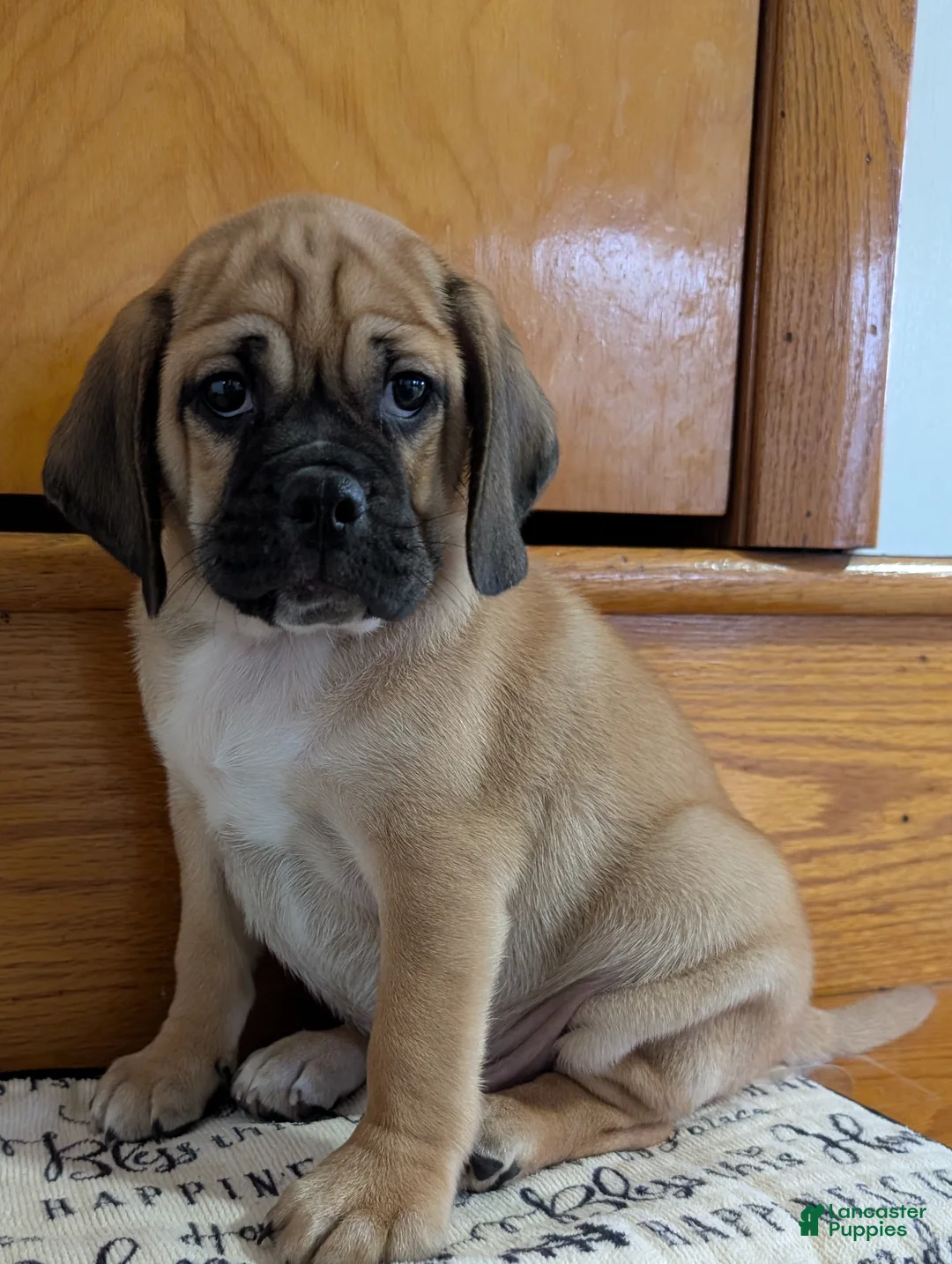 Puggle dogs for sale: Chance  - Ad 2