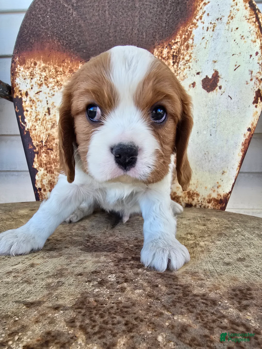 Cavalier King Charles Spaniel dogs for sale: Dillon - Ad 14