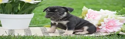 French Bulldog dogs for sale: Violet - Ad 5