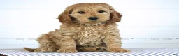 Mini Goldendoodle dogs for sale: Melody - Ad 2