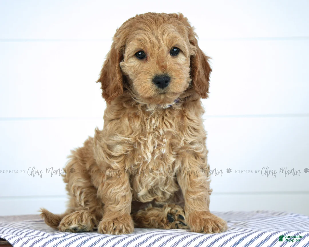 Mini Goldendoodle dogs for sale: Melody - Ad 2