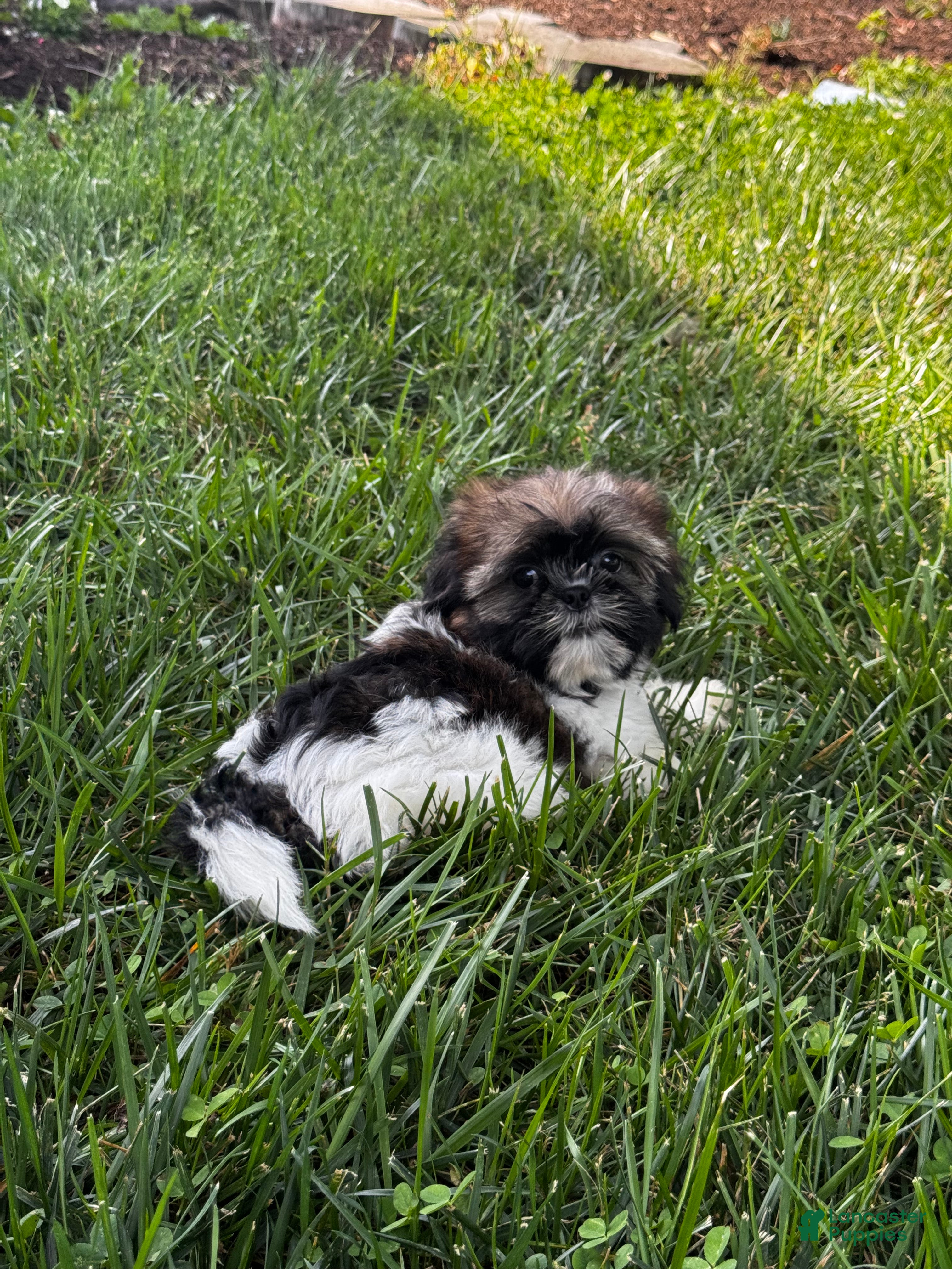 Shih Tzu dogs Shep - Ad 1