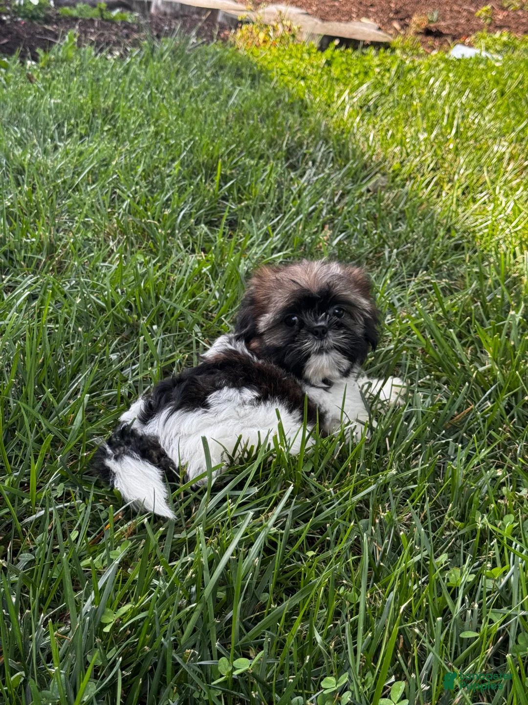 Shih Tzu dogs for sale: Shep - Ad 1