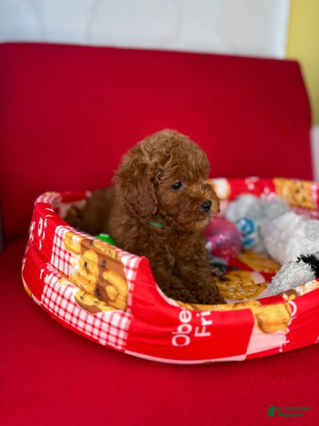 Toy Poodle dogs for sale: Dark Red Female Toy Poodle(Lucy) - Ad 3