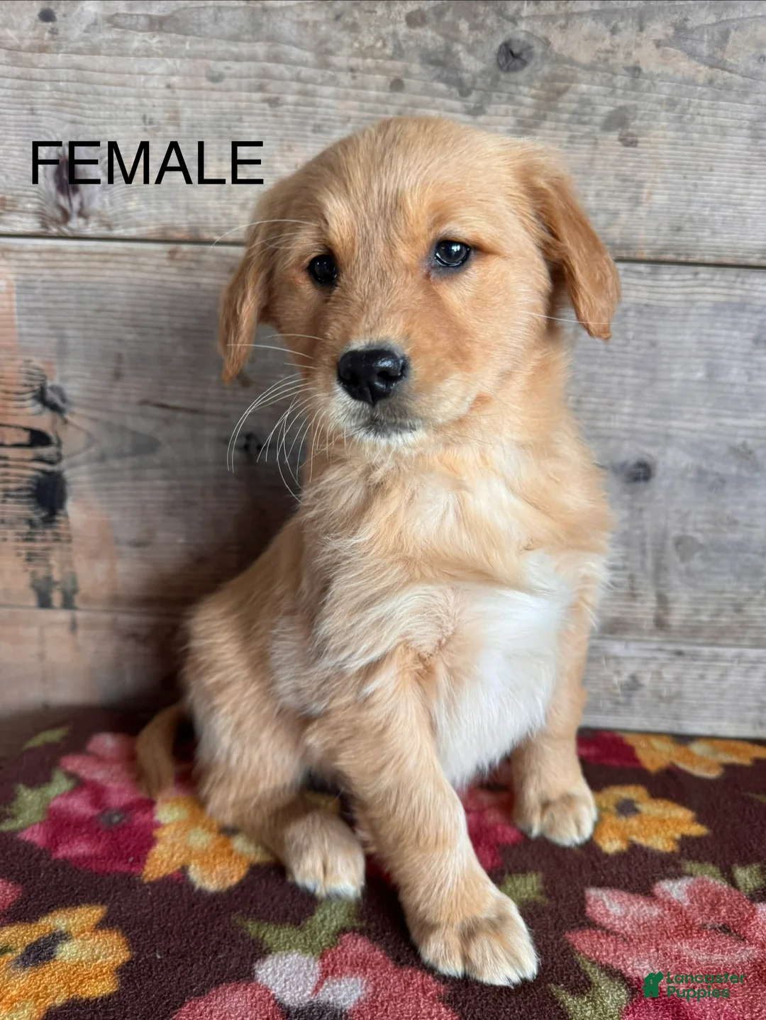 Golden Retriever dogs for sale: Golden Retriever Puppy 2 - Ad 3