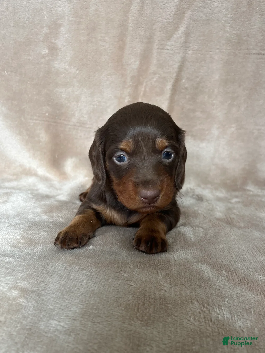 Miniature Dachshund dogs for sale: AKC Rory DNA OFA LH - Ad 1