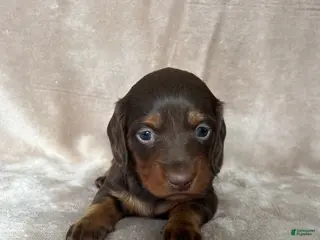 Miniature Dachshund dogs AKC Rory DNA OFA LH - Ad 11